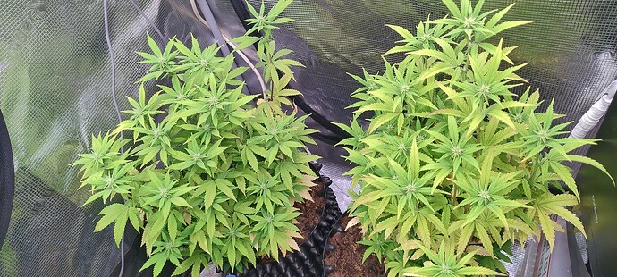 IMG_20251116_221126720_HDR