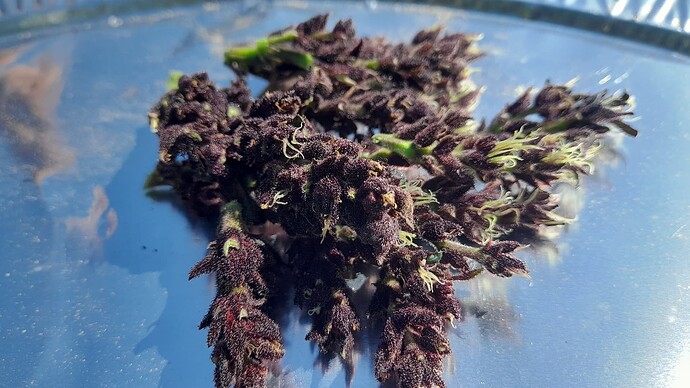 Growreport Bild 36
