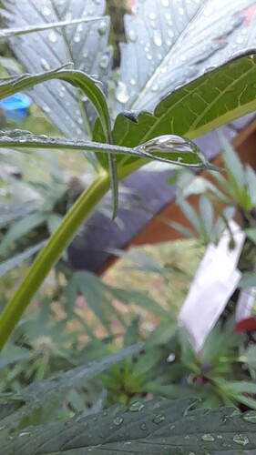 Growreport Bild 4