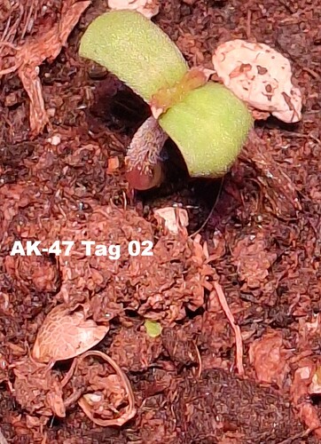 day02enlarged