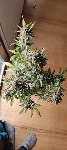 Growreport Bild 19