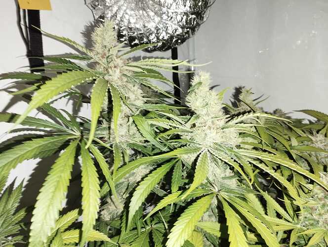 Growreport Bild 12