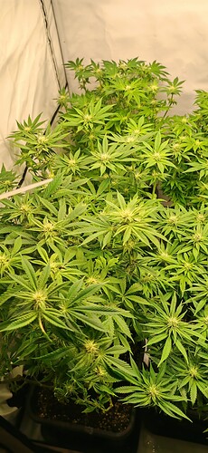 Growreport Bild 12