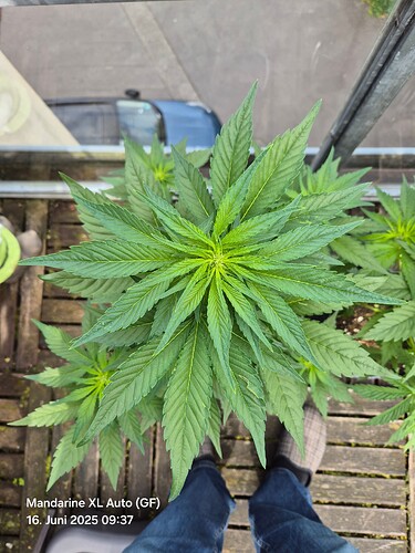 Mandarine XL Auto (Ganja Farmer) (Aufsicht)