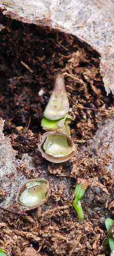 Growreport Bild 30