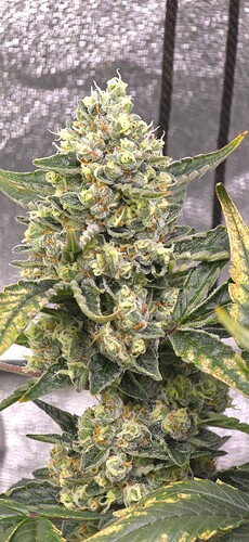 Growreport Bild 5