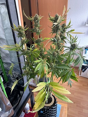 Growreport Bild 10