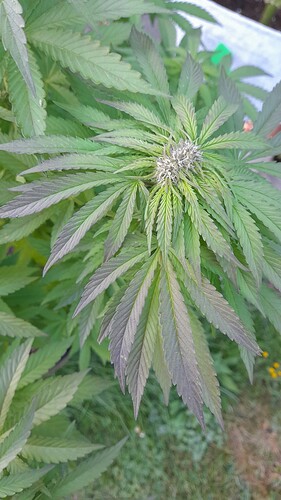 Growreport Bild 2