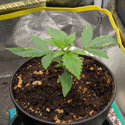 Growreport Bild 12
