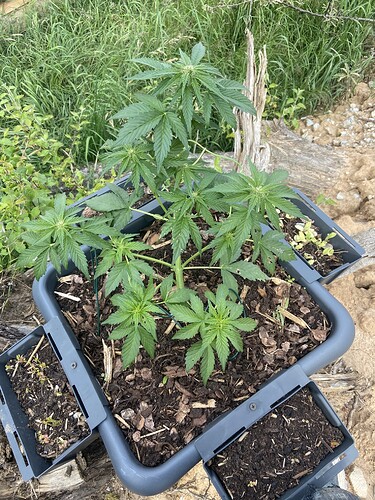 Growreport Bild 1