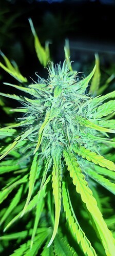 Growreport Bild 3