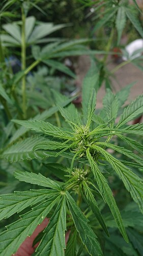 Growreport Bild 6