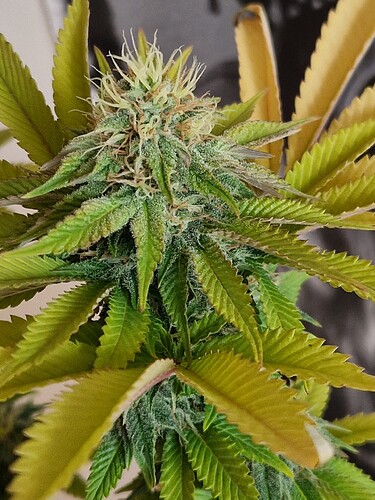 Growreport Bild 6