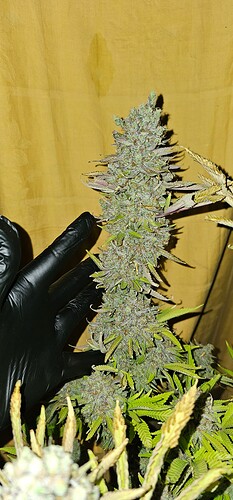 Growreport Bild 43