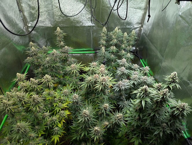 Growreport Bild 1