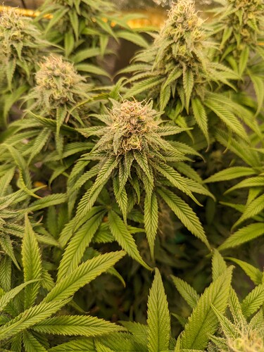 PXL_20240205_193214983