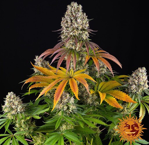 sour-diesel_1_917706
