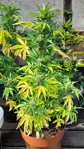 Growreport Bild 32