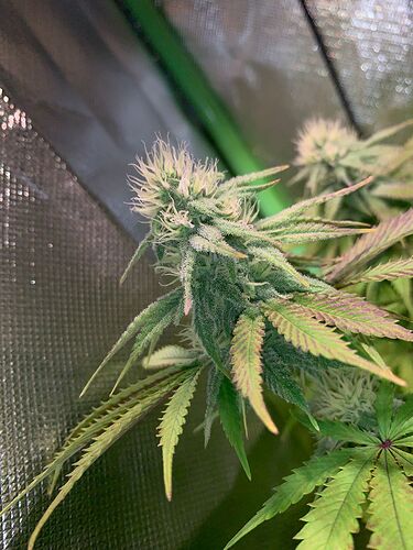 WhatsApp Bild 2025-01-04 um 19.21.25_ca27aa58