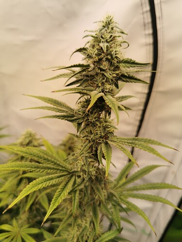 Growreport Bild 9