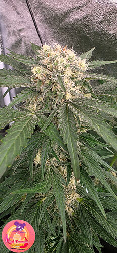 Growreport Bild 16