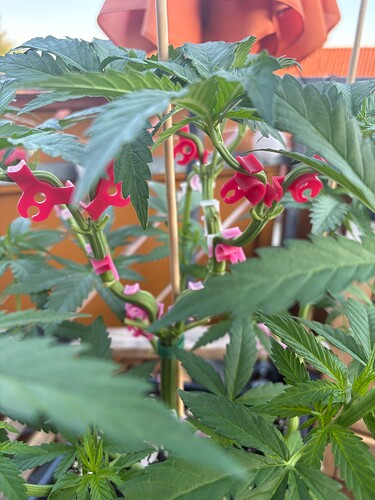 Foto 19.07.25, 06 14 40