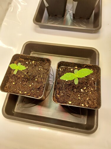 Growreport Bild 1
