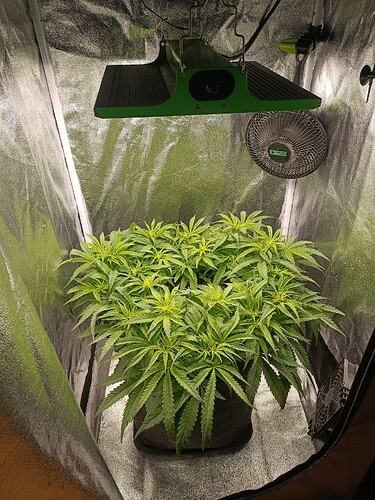 Growreport Bild 1