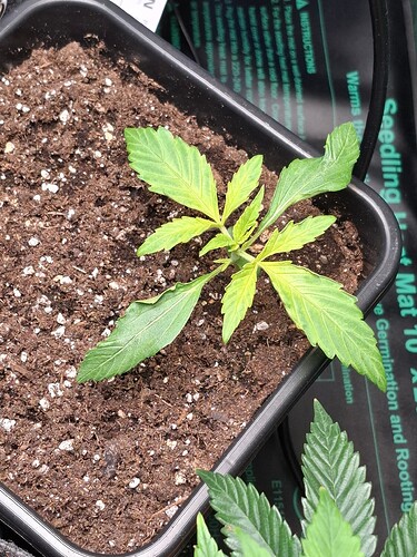Growreport Bild 2