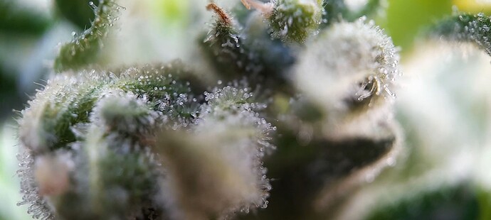 Growreport Bild 10