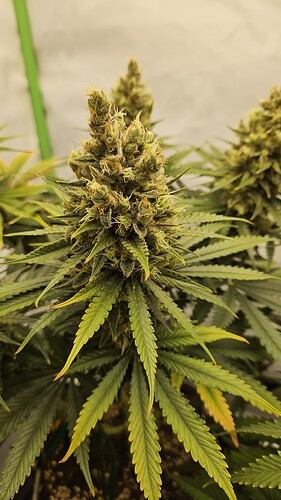 Growreport Bild 4