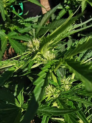 Growreport Bild 9