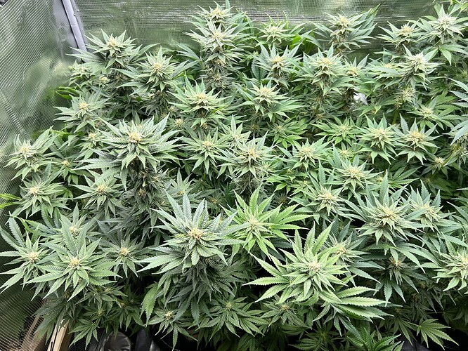 Viele blühende Cannabispflanzen mit dichten Blütenständen und breiten Blättern, die in einem Zelt wachsen.