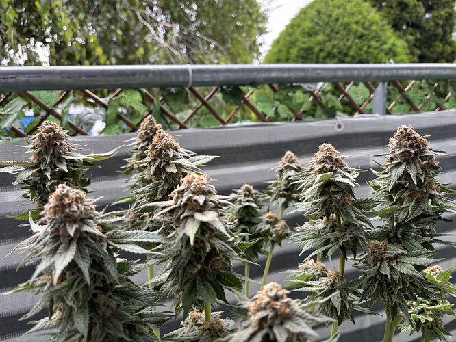 Growreport Bild 13