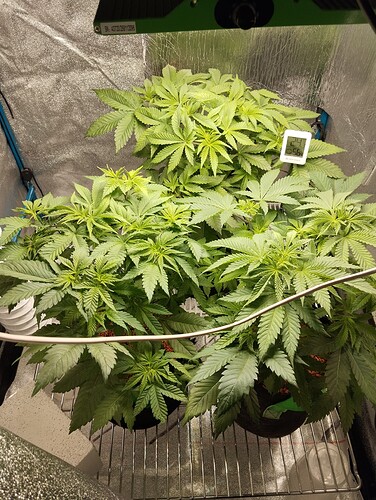 Growreport Bild 6
