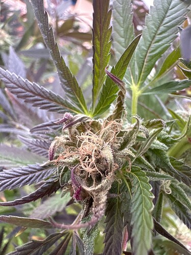 Growreport Bild 67