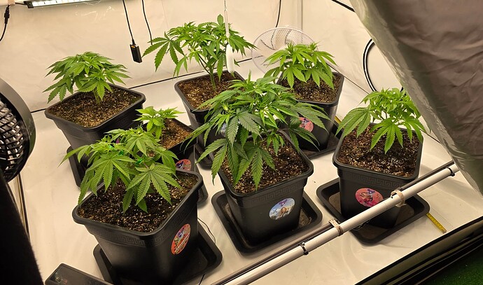 Growreport Bild 35