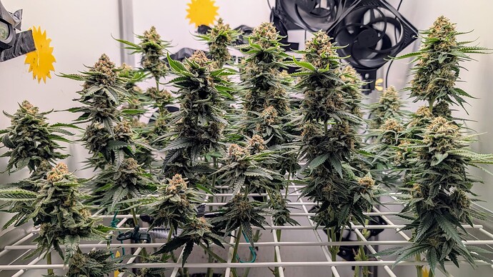 Growreport Bild 36