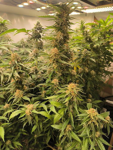 Growreport Bild 10