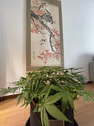 IMG_6023