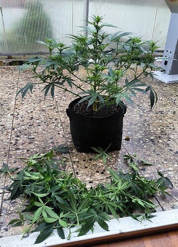 Growreport Bild 15