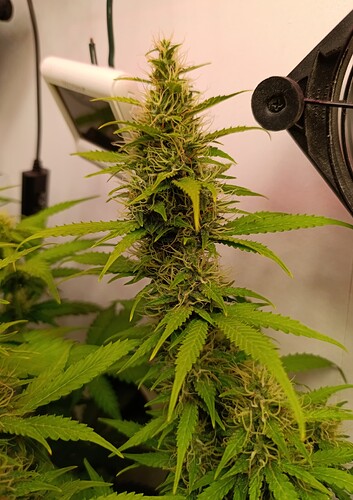 Growreport Bild 3