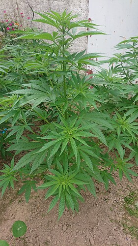 Growreport Bild 20