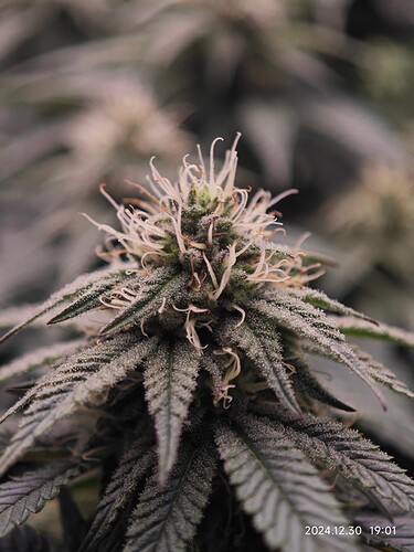 Growreport Bild 3