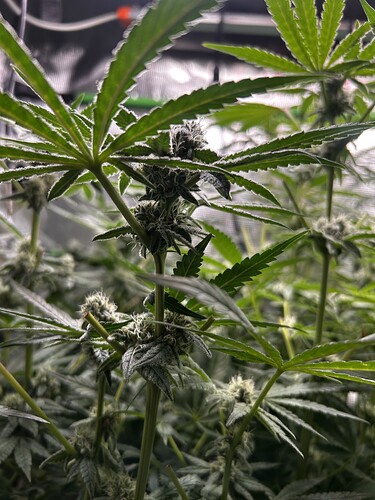 Growreport Bild 25