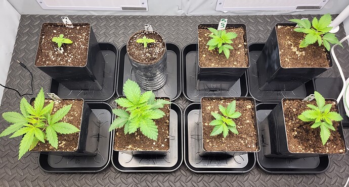 Growreport Bild 2