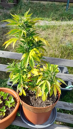 Growreport Bild 30