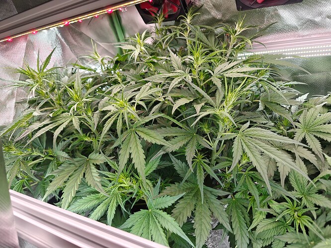 Growreport Bild 6