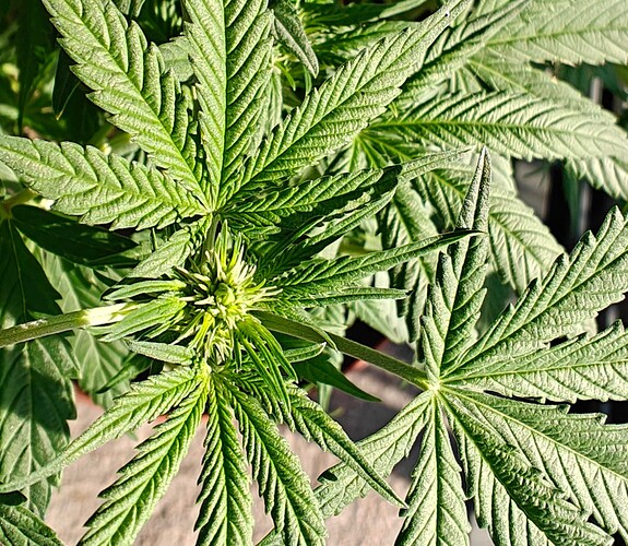 Growreport Bild 4