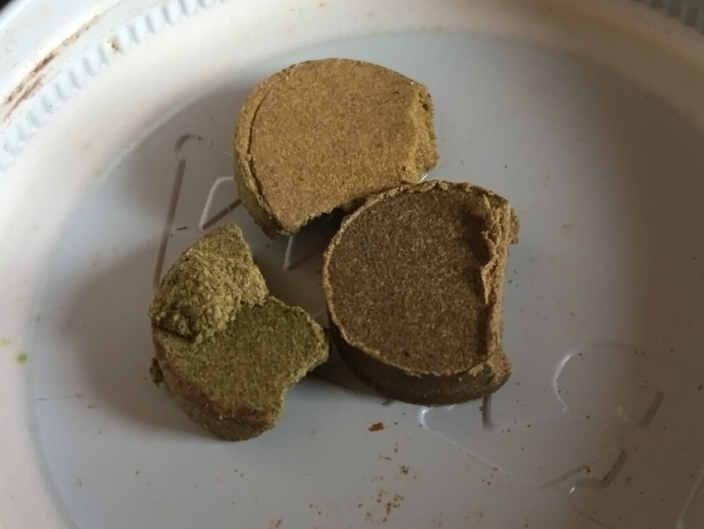 Avalons Grow Nr.8 mit: Alien Moonrocks und Red Banana Pudding // 8.11.25 **ERNTETAG**
